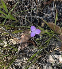 Callisia ornata