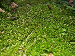 Bryum dichotomum