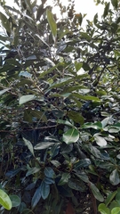 Planchonella obovata