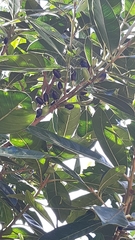 Planchonella obovata