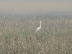 Ardea alba