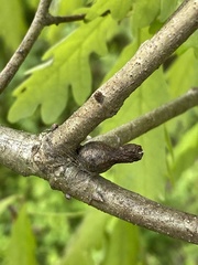 Mastophora hutchinsoni