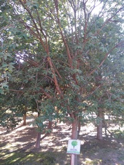 Quercus polymorpha