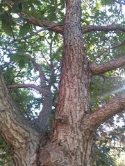 Quercus polymorpha