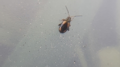 Phyllotreta variipennis