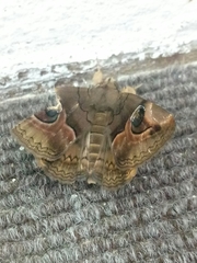 Ommatophora luminosa