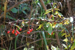 Berberis fendleri