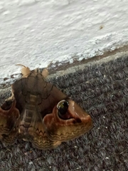 Ommatophora luminosa