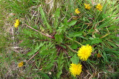 Taraxacum ohlsenii