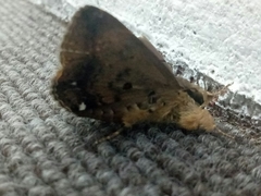 Ommatophora luminosa