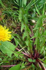Taraxacum ohlsenii