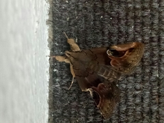 Ommatophora luminosa
