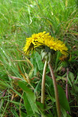 Taraxacum ohlsenii