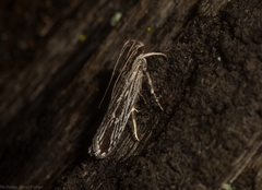 Ardozyga phloeodes