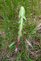 Taraxacum ohlsenii