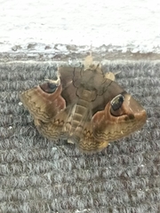 Ommatophora luminosa