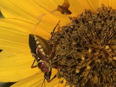 Apiomerus flaviventris