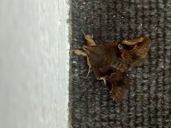 Ommatophora luminosa