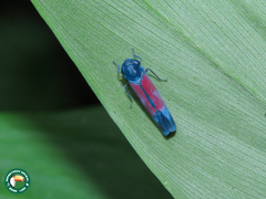 Cardioscarta flavifrons