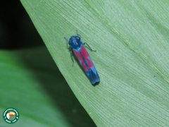 Cardioscarta flavifrons