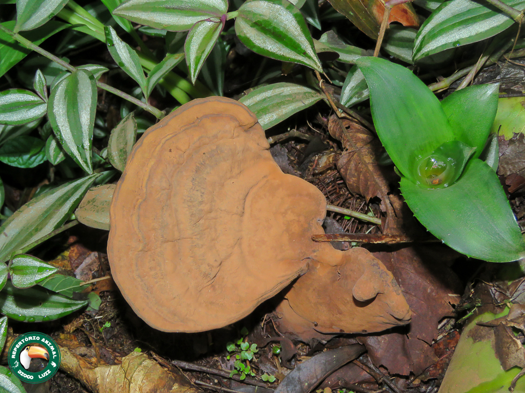 Ganoderma australe · May 2021 · photo: © diogoluiz (iNaturalist, cc-by)