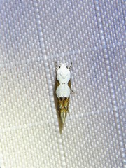 Mompha circumscriptella