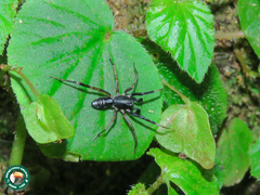 Ianduba