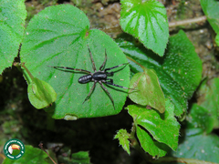 Ianduba