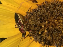 Apiomerus flaviventris