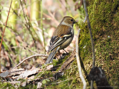 Fringilla coelebs