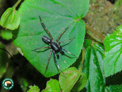 Ianduba