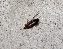 Lobopterella