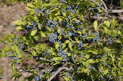 Forestiera pubescens pubescens