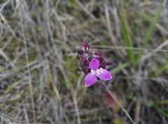Tripogandra ionantha