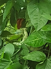 Tropidolaemus subannulatus