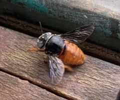 Pachyanthidium