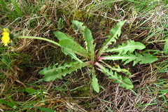 Taraxacum obliquilobum