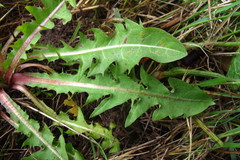 Taraxacum obliquilobum