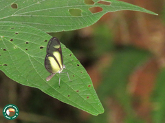 Pteronymia euritea