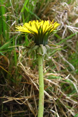Taraxacum obliquilobum