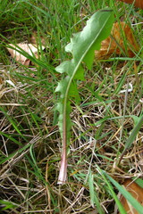 Taraxacum obliquilobum