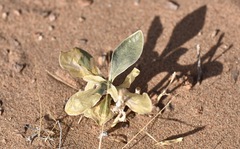 Penstemon albomarginatus