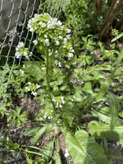 Thlaspi arvense