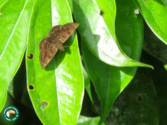 Pachyneuria duidae