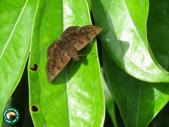 Pachyneuria duidae