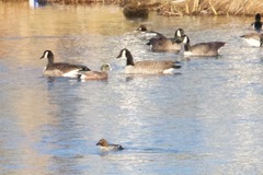 Branta canadensis