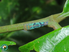 Amblyscarta invenusta