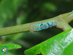 Amblyscarta invenusta