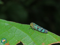 Amblyscarta invenusta