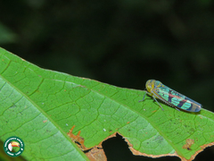 Amblyscarta invenusta